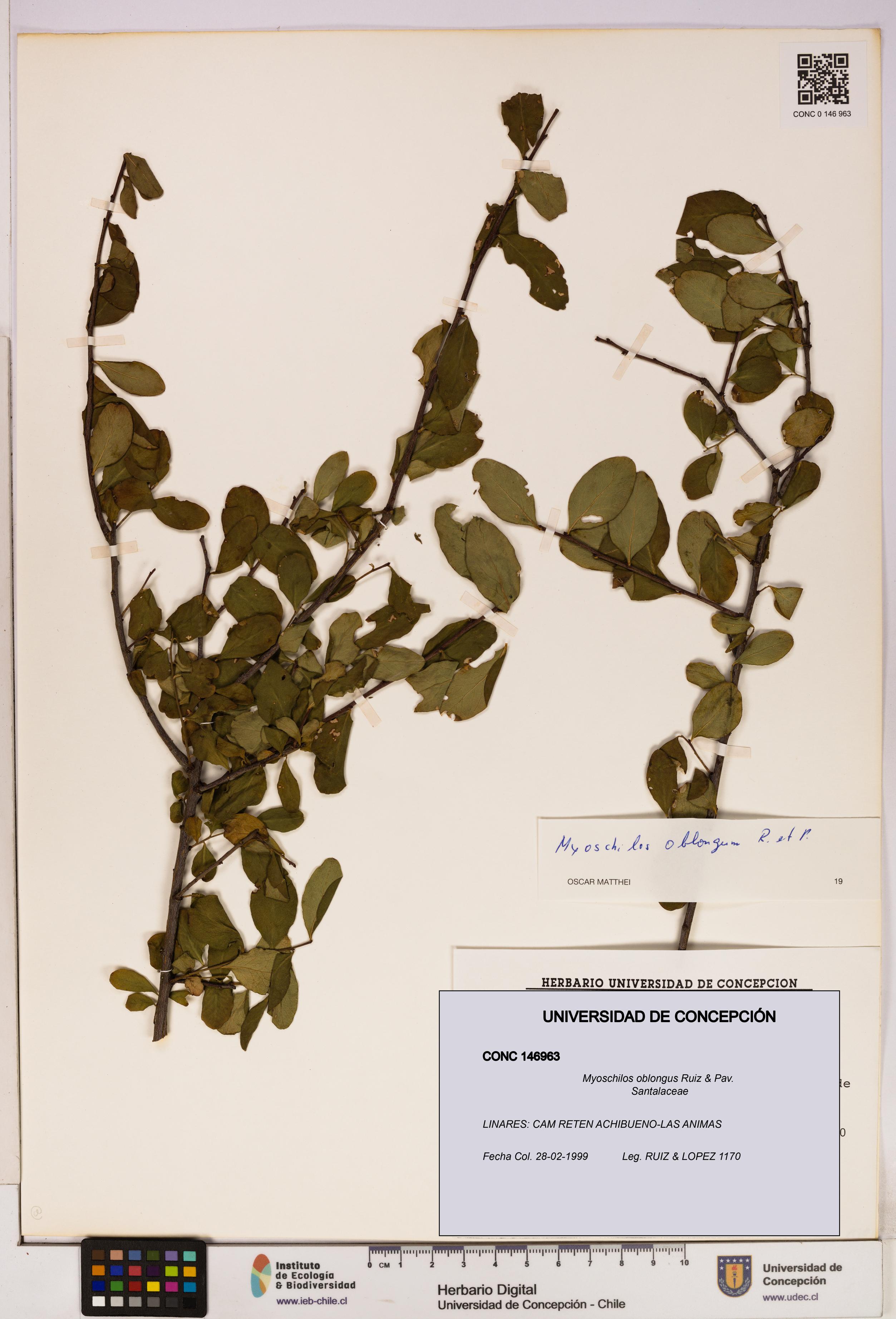 Myoschilos oblongus [Espécimen: UDEC:CONC:0146963]