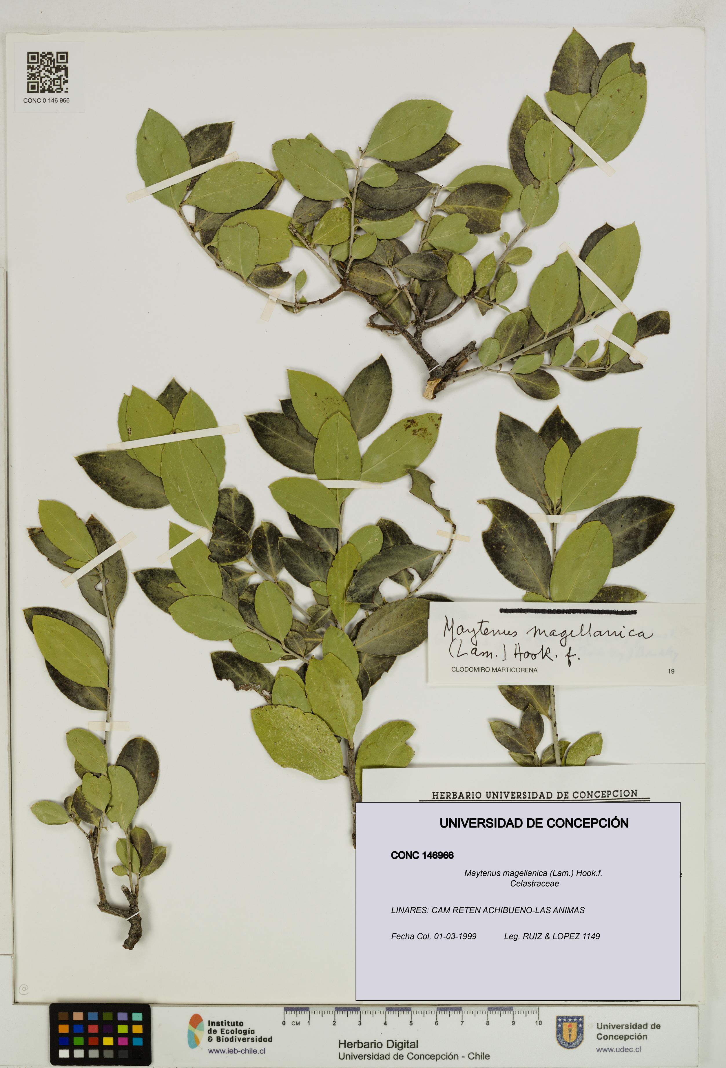 Maytenus magellanica [Espécimen: UDEC:CONC:0146966]