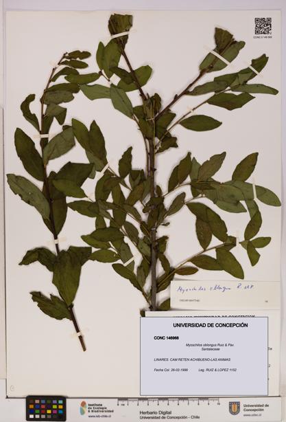 Myoschilos oblongus [Espécimen: UDEC:CONC:0146968]