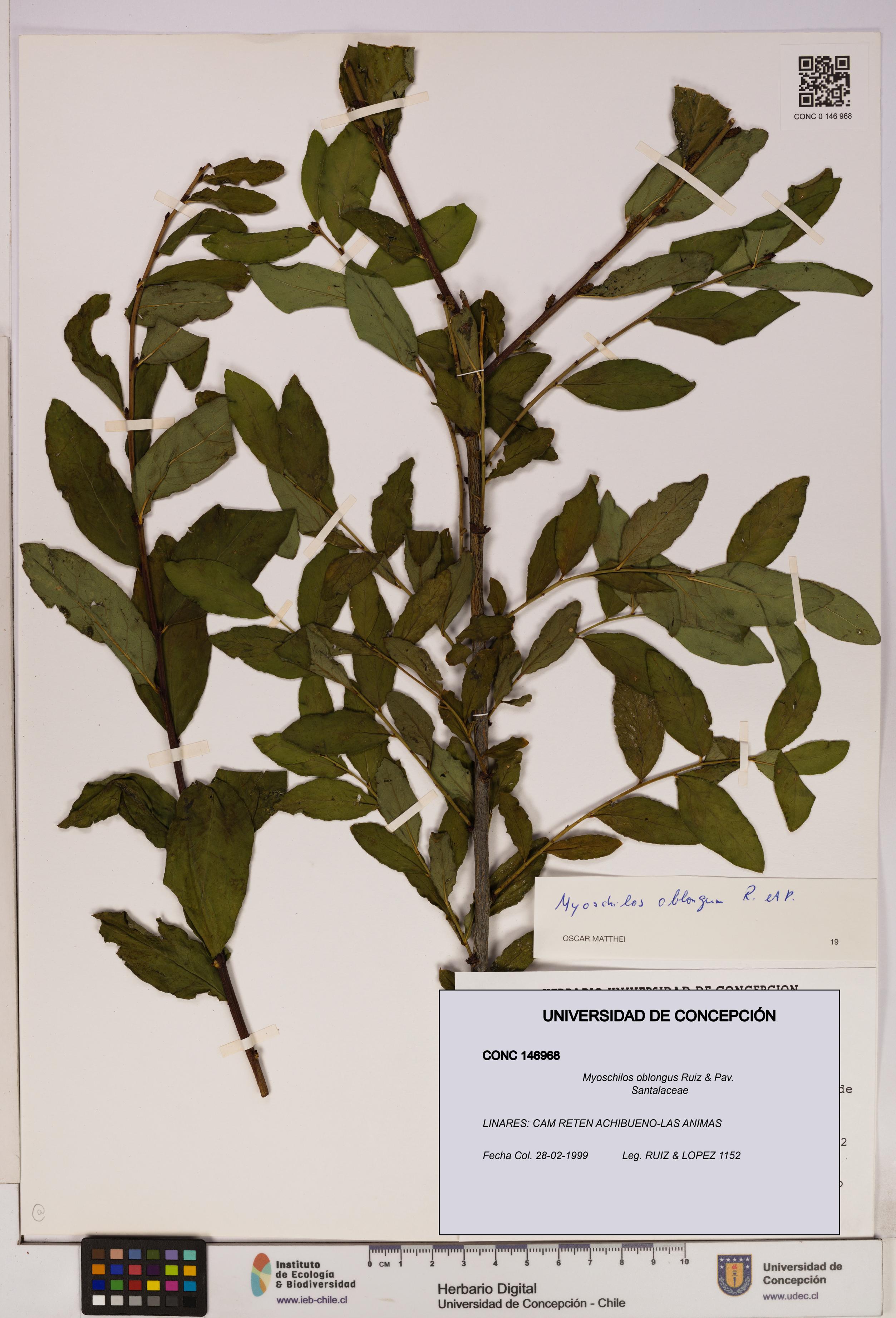 Myoschilos oblongus [Espécimen: UDEC:CONC:0146968]