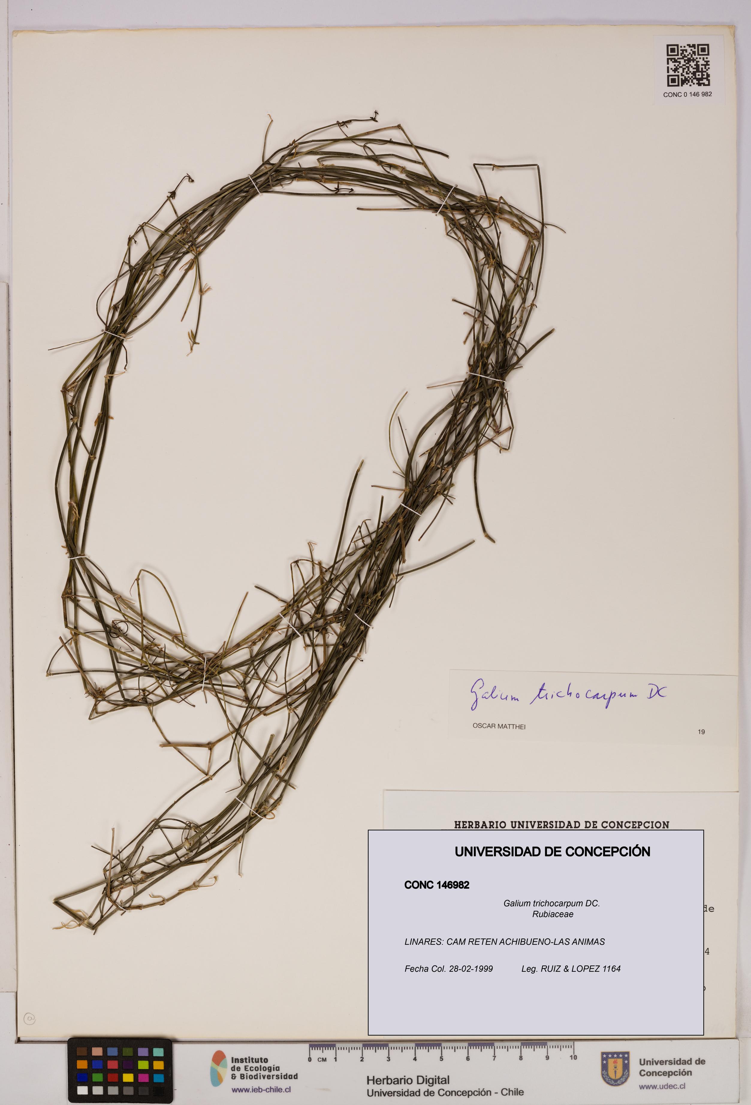 Galium trichocarpum [Espécimen: UDEC:CONC:0146982]