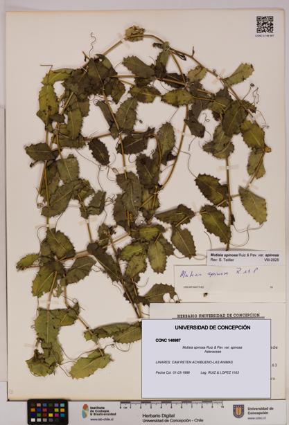 Mutisia spinosa var. spinosa [Espécimen: UDEC:CONC:0146987]