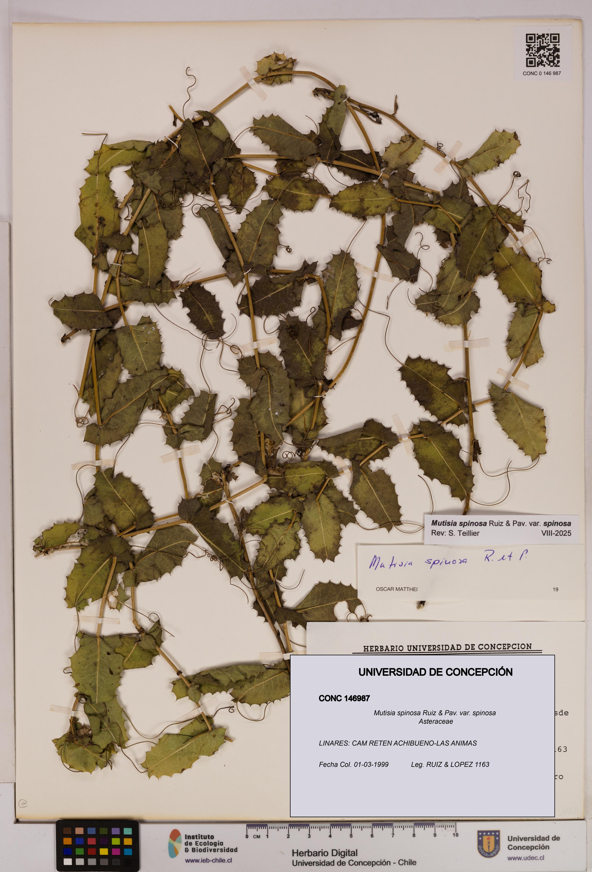 Mutisia spinosa var. spinosa [Espécimen: UDEC:CONC:0146987]