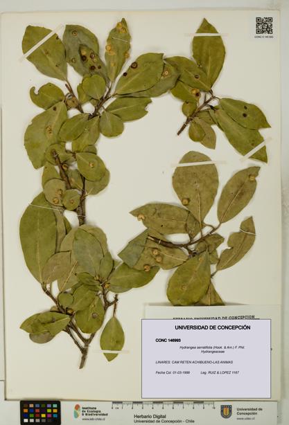 Hydrangea serratifolia [Espécimen: UDEC:CONC:0146993]
