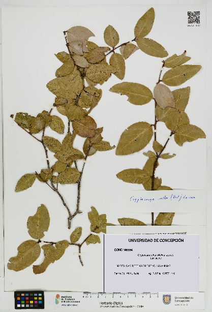 Cryptocarya alba [Espécimen: UDEC:CONC:0146994]