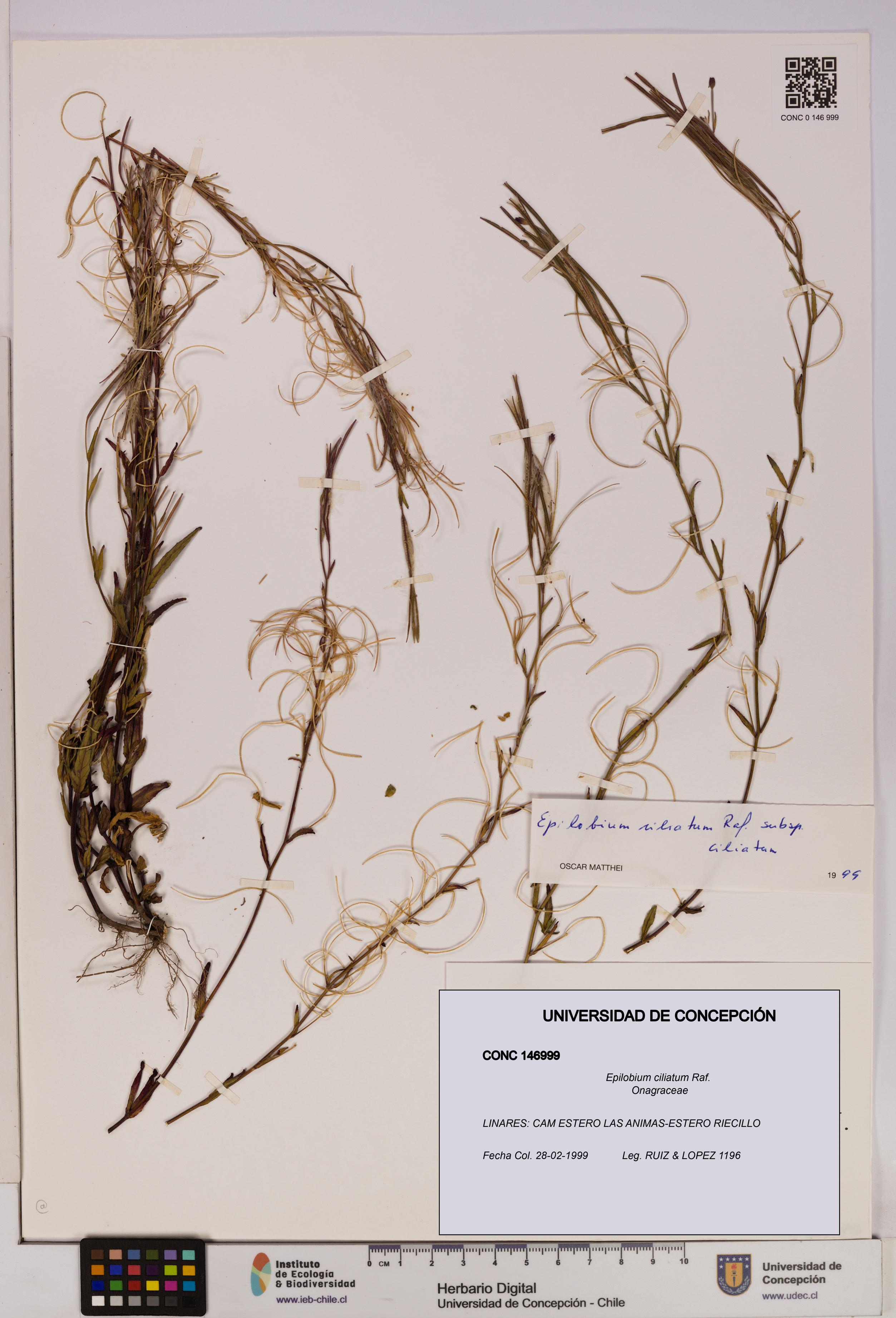 Epilobium ciliatum [Espécimen: UDEC:CONC:0146999]