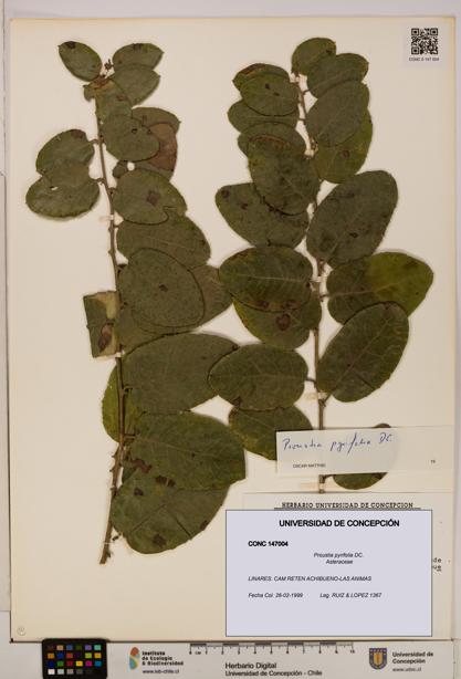 Proustia pyrifolia [Espécimen: UDEC:CONC:0147004]