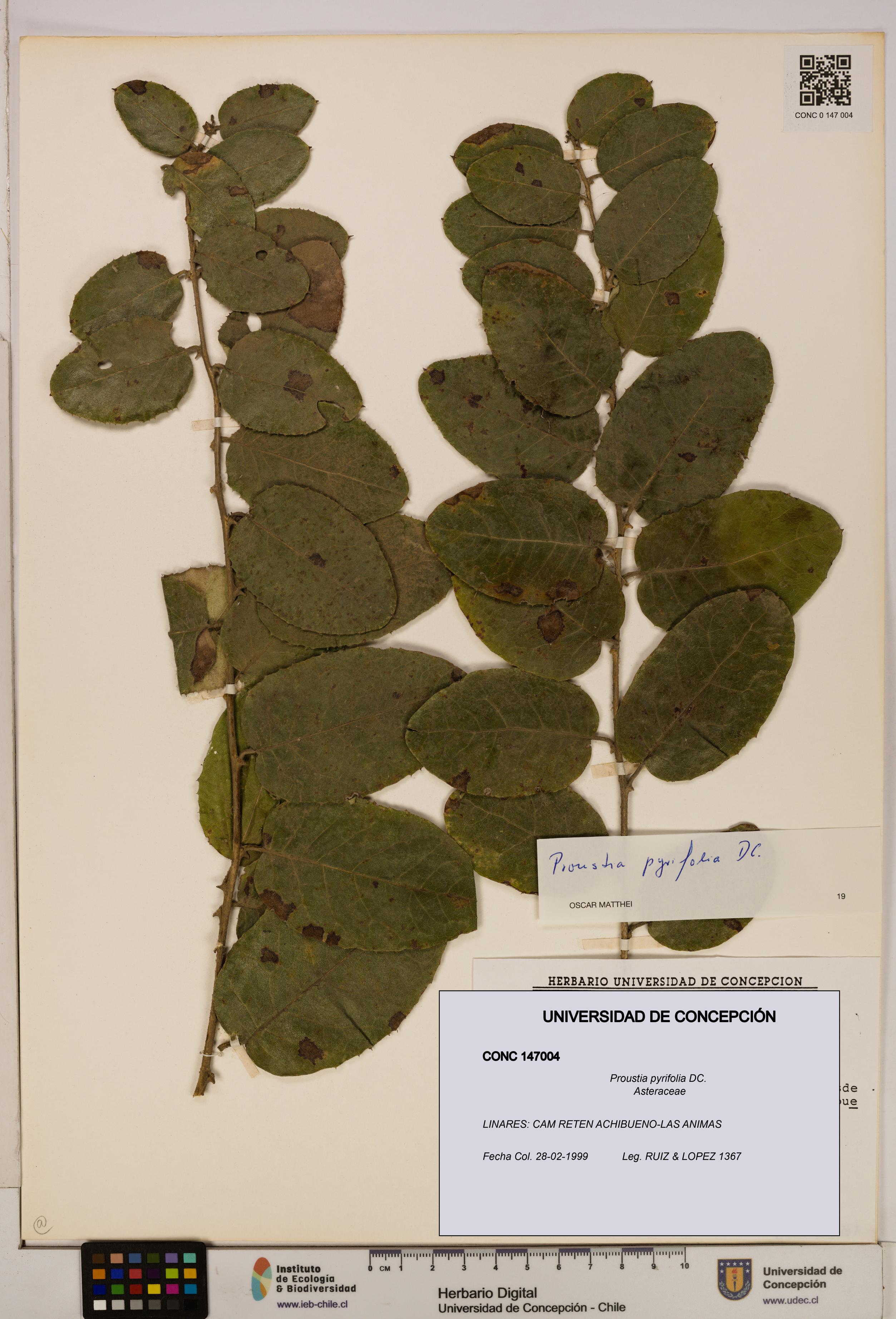 Proustia pyrifolia [Espécimen: UDEC:CONC:0147004]