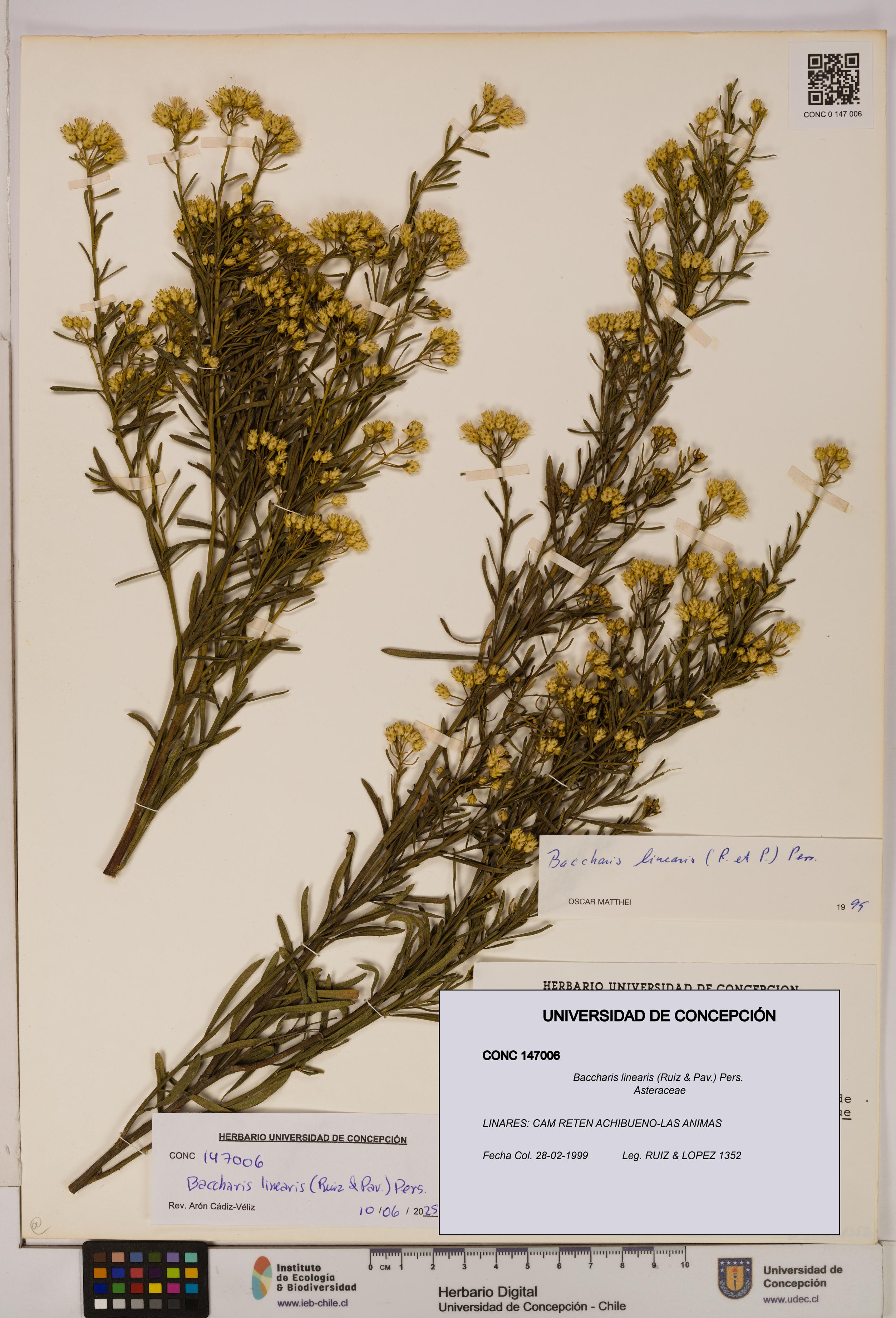 Baccharis linearis [Espécimen: UDEC:CONC:0147006]