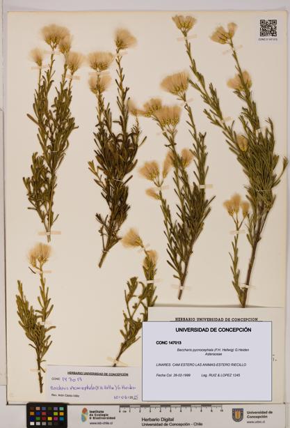 Baccharis pycnocephala [Espécimen: UDEC:CONC:0147013]