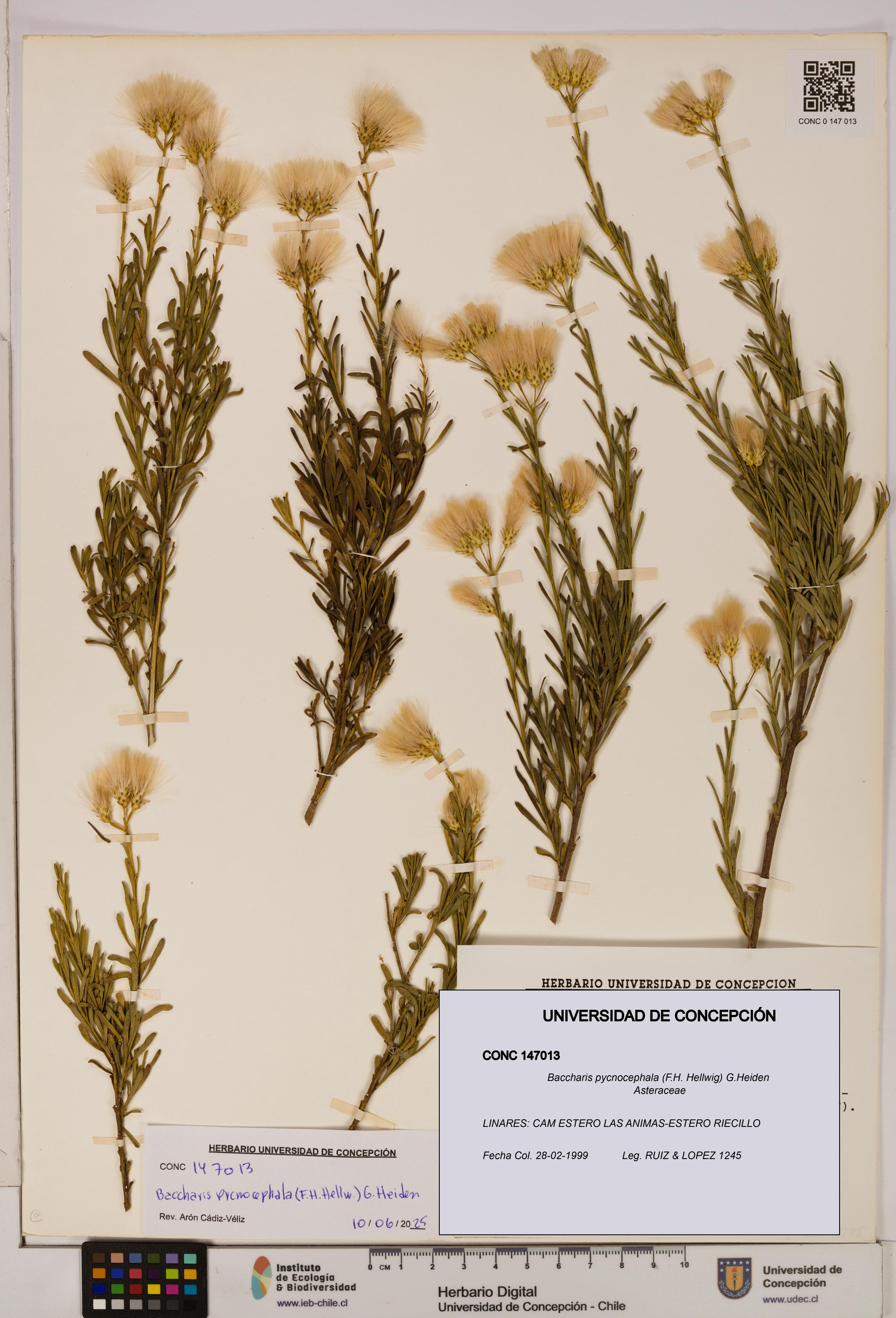 Baccharis pycnocephala [Espécimen: UDEC:CONC:0147013]