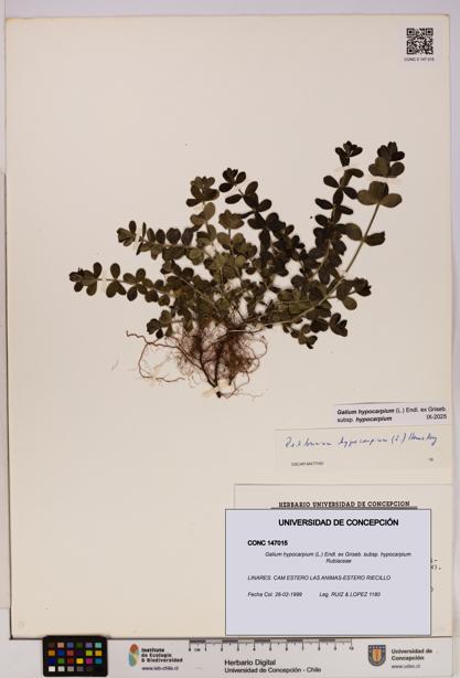Galium hypocarpium subsp. hypocarpium [Espécimen: UDEC:CONC:0147015]