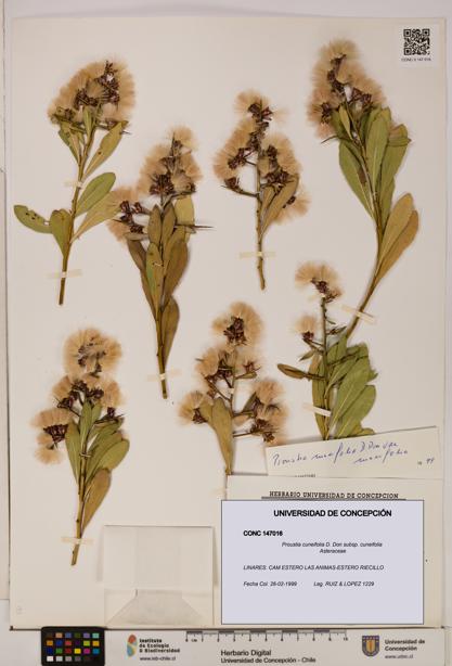 Proustia cuneifolia subsp. cuneifolia [Espécimen: UDEC:CONC:0147016]