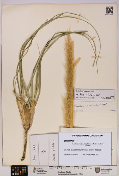Cortaderia araucana [Espécimen: UDEC:CONC:0147020]