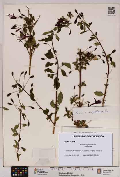 Fuchsia magellanica [Espécimen: UDEC:CONC:0147026]