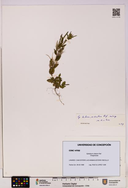Epilobium ciliatum [Espécimen: UDEC:CONC:0147032]