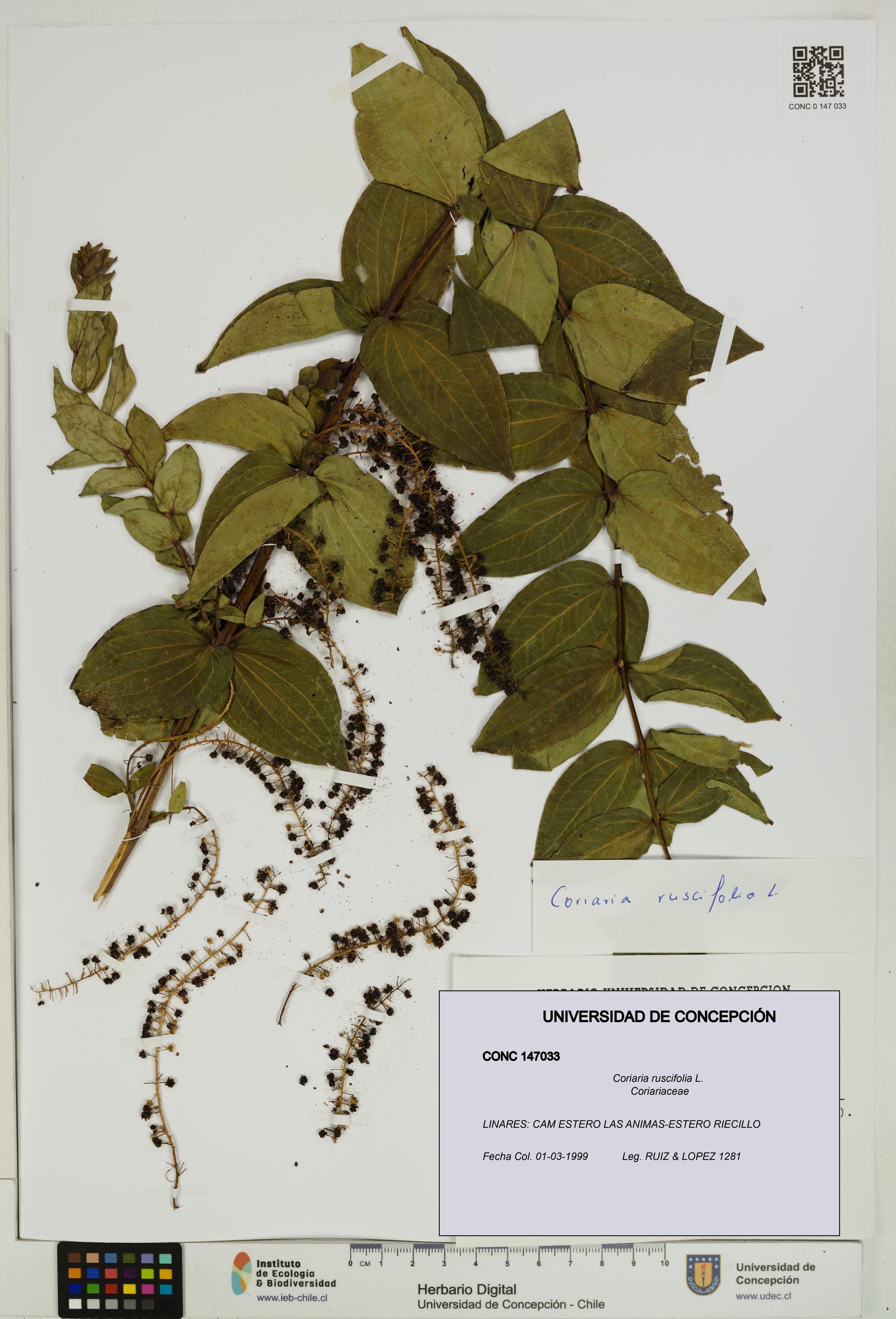 Coriaria ruscifolia [Espécimen: ]