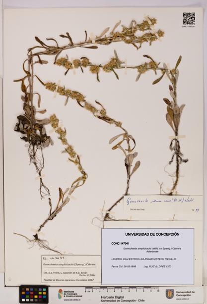 Gamochaeta simplicicaulis [Espécimen: UDEC:CONC:0147041]