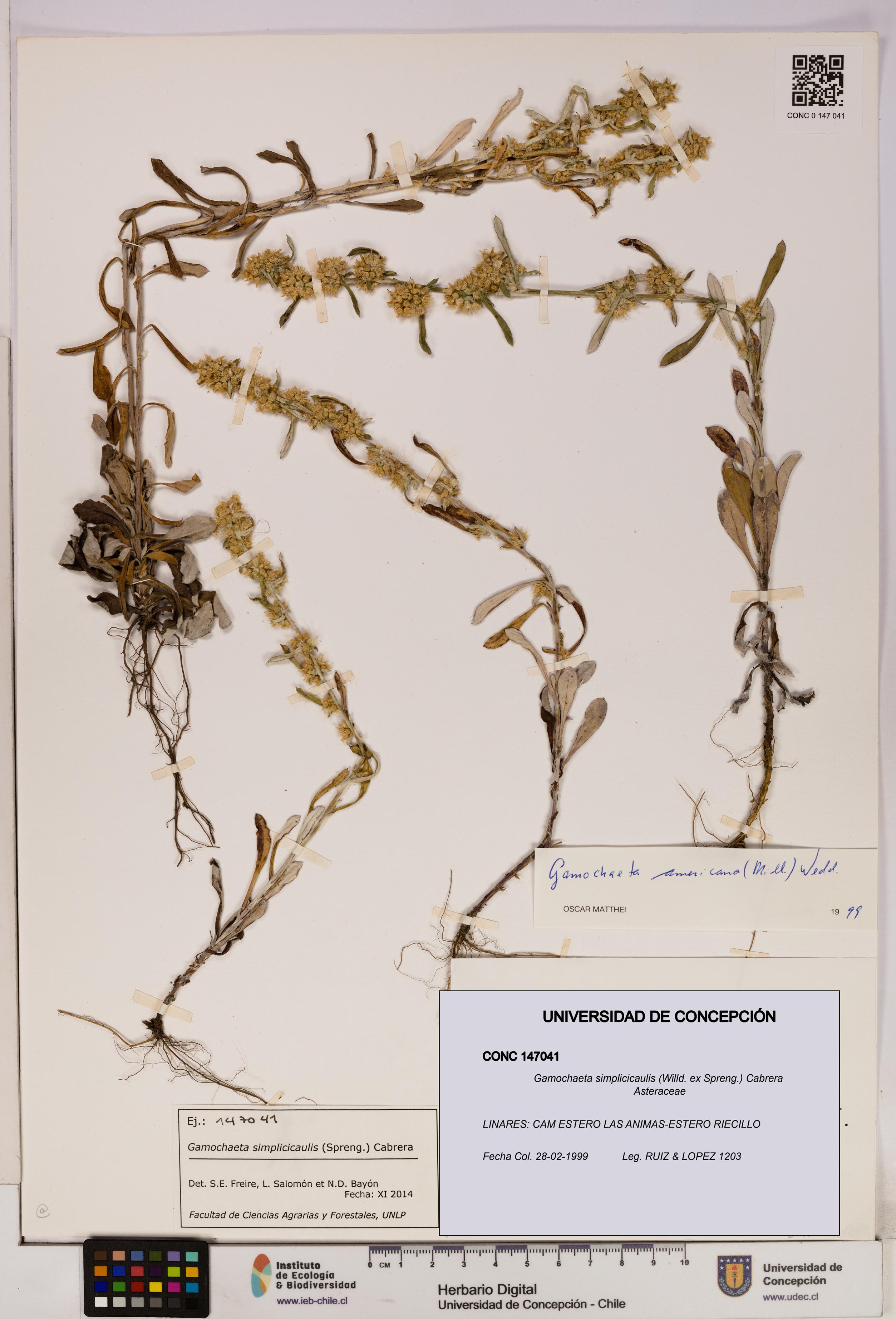 Gamochaeta simplicicaulis [Espécimen: UDEC:CONC:0147041]