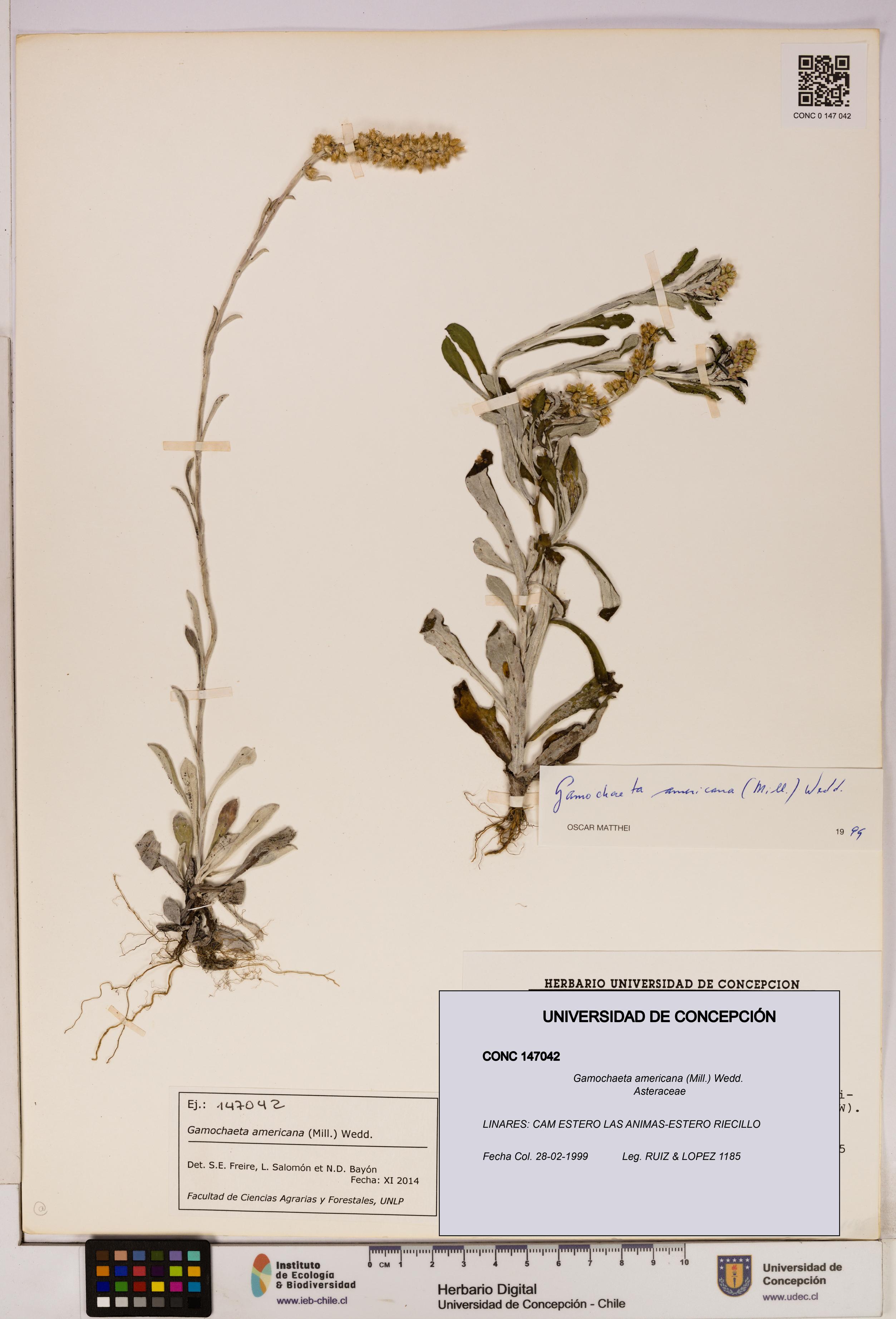 Gamochaeta americana [Espécimen: UDEC:CONC:0147042]