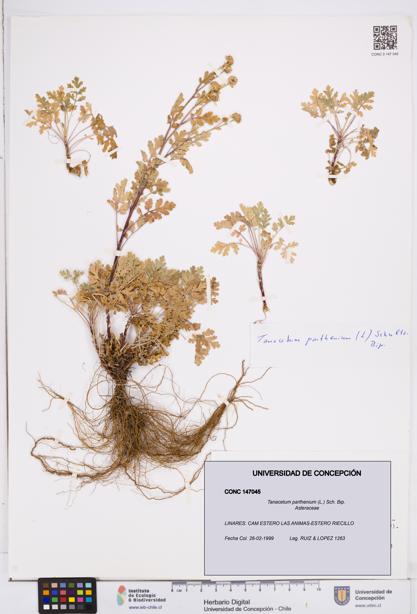 Tanacetum parthenium [Espécimen: ]