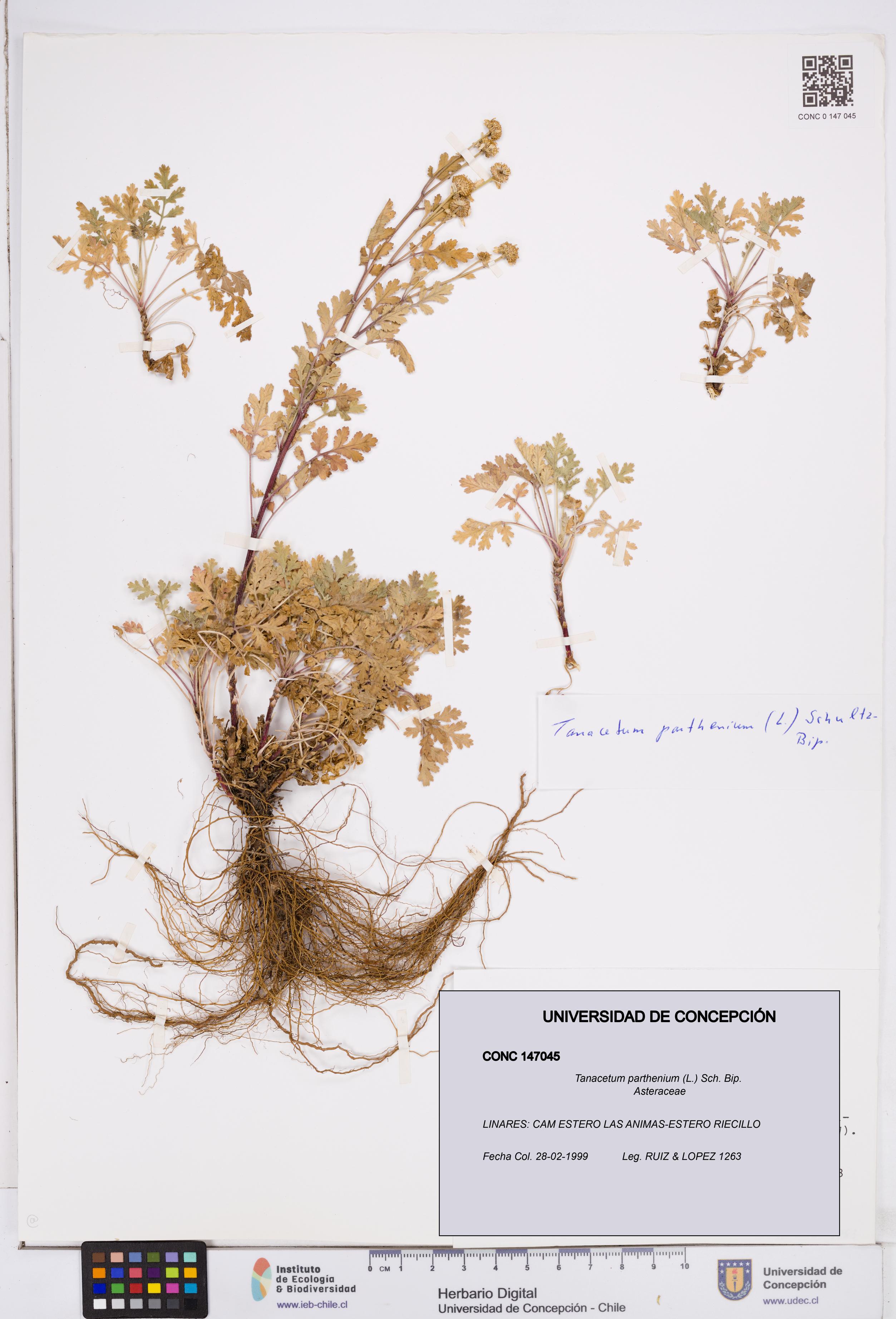 Tanacetum parthenium [Espécimen: ]