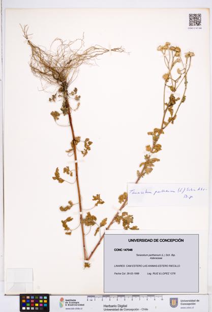 Tanacetum parthenium [Espécimen: ]