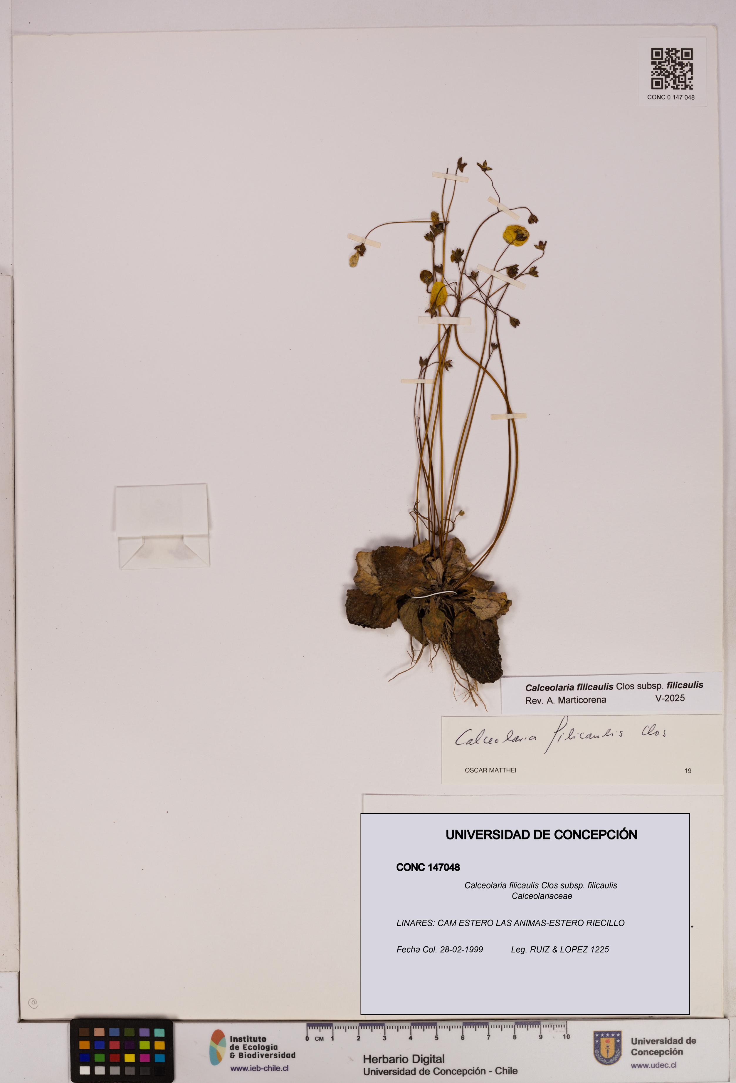 Calceolaria filicaulis subsp. filicaulis [Espécimen: UDEC:CONC:0147048]