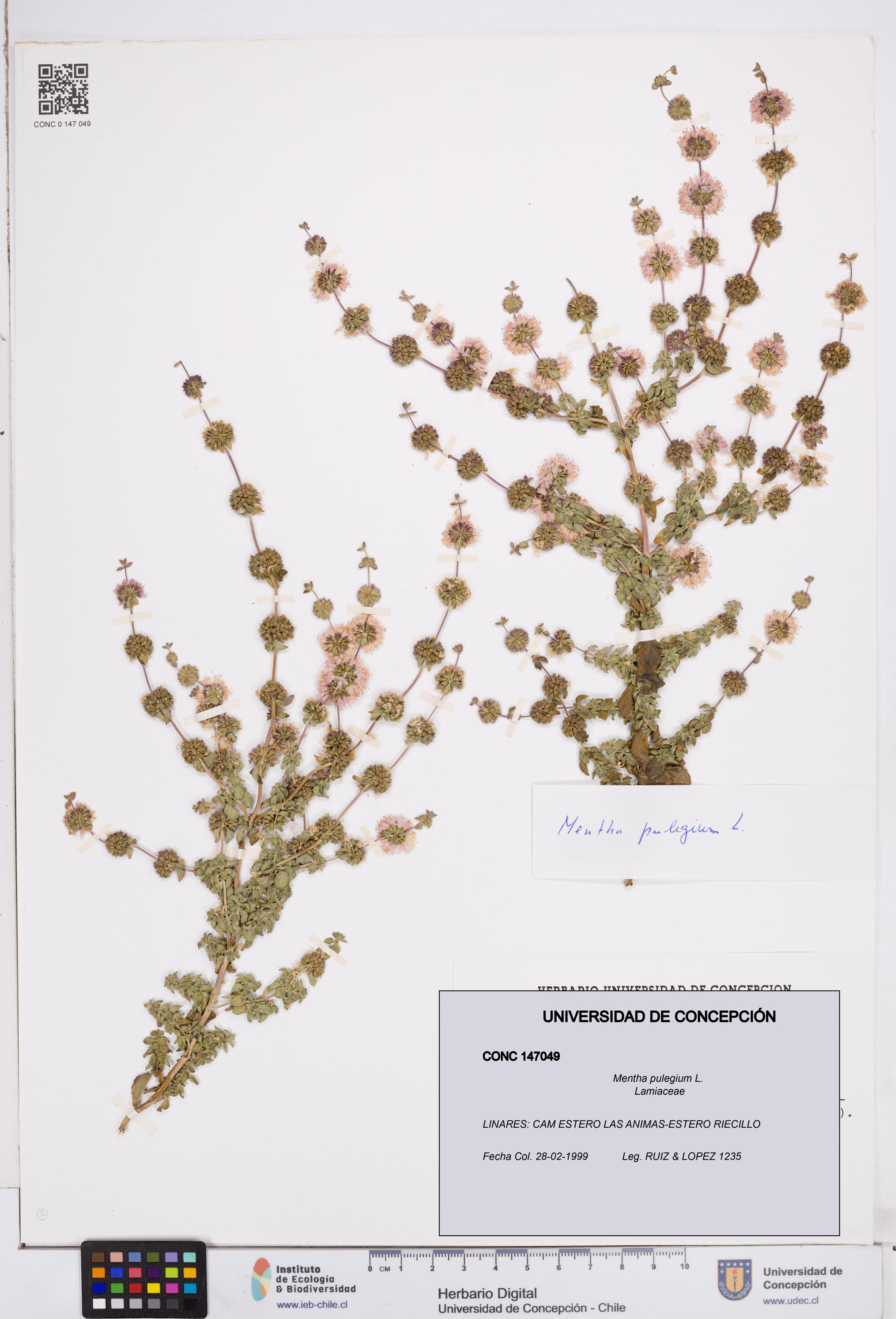 Mentha pulegium [Espécimen: ]