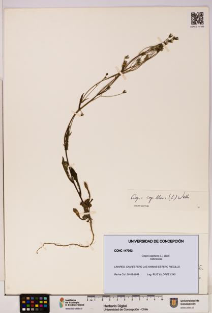 Crepis capillaris [Espécimen: UDEC:CONC:0147052]