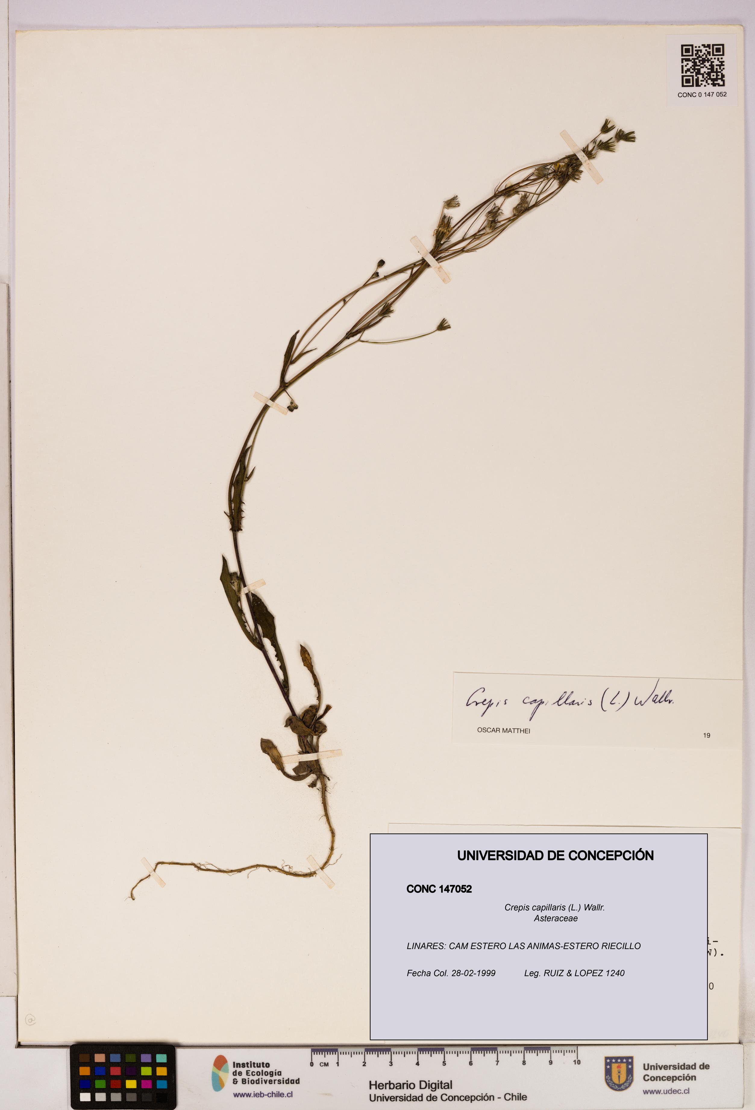 Crepis capillaris [Espécimen: UDEC:CONC:0147052]