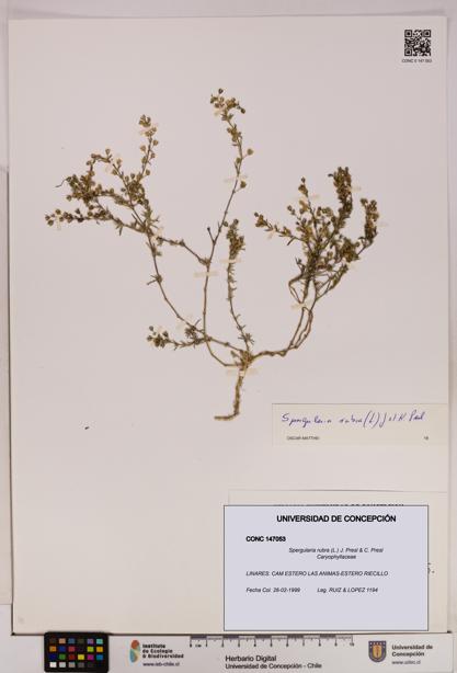 Spergularia rubra [Espécimen: UDEC:CONC:0147053]