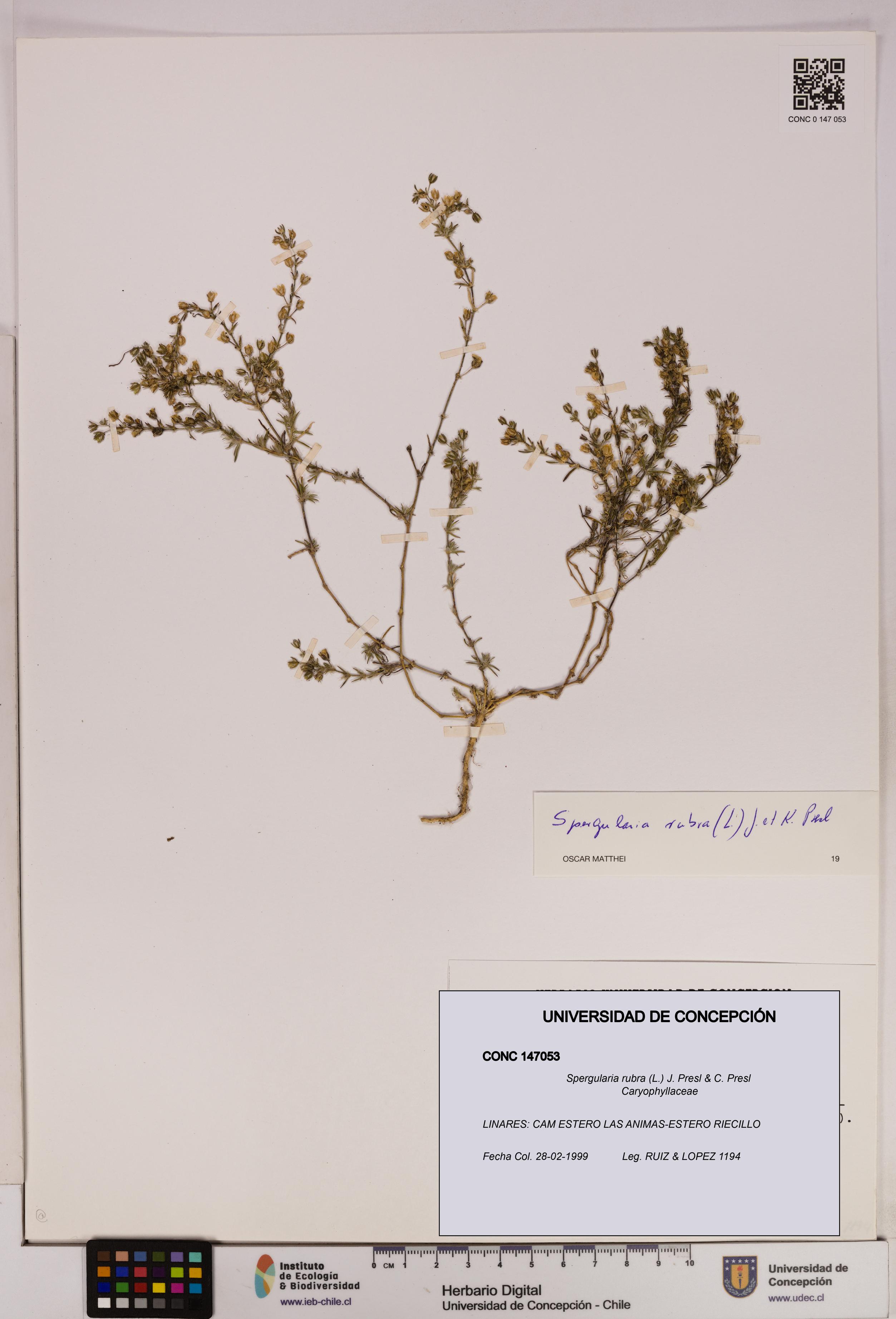 Spergularia rubra [Espécimen: UDEC:CONC:0147053]