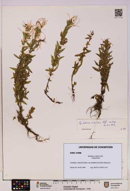 Epilobium ciliatum [Espécimen: UDEC:CONC:0147056]
