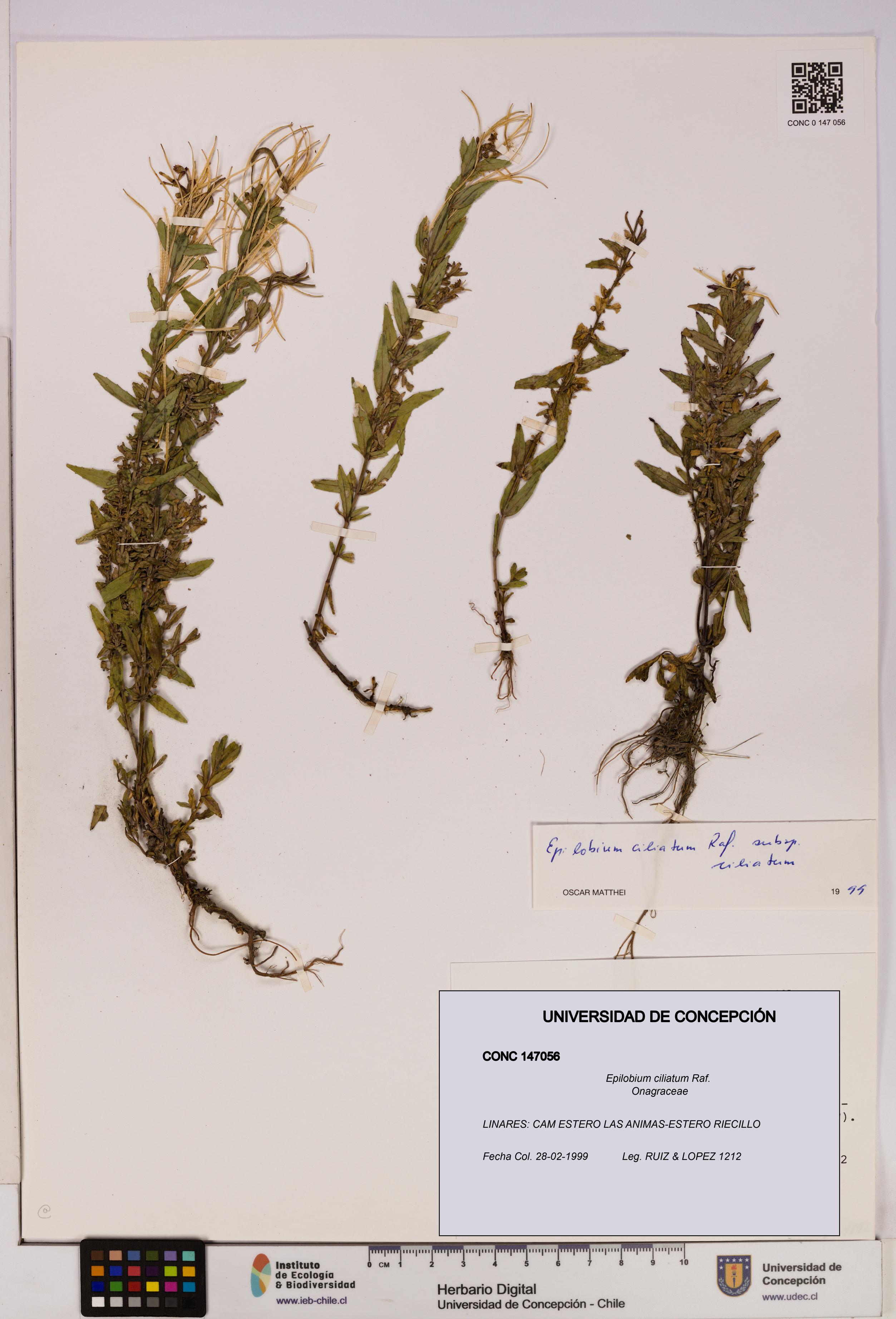 Epilobium ciliatum [Espécimen: UDEC:CONC:0147056]