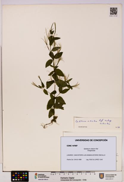Epilobium ciliatum [Espécimen: UDEC:CONC:0147057]