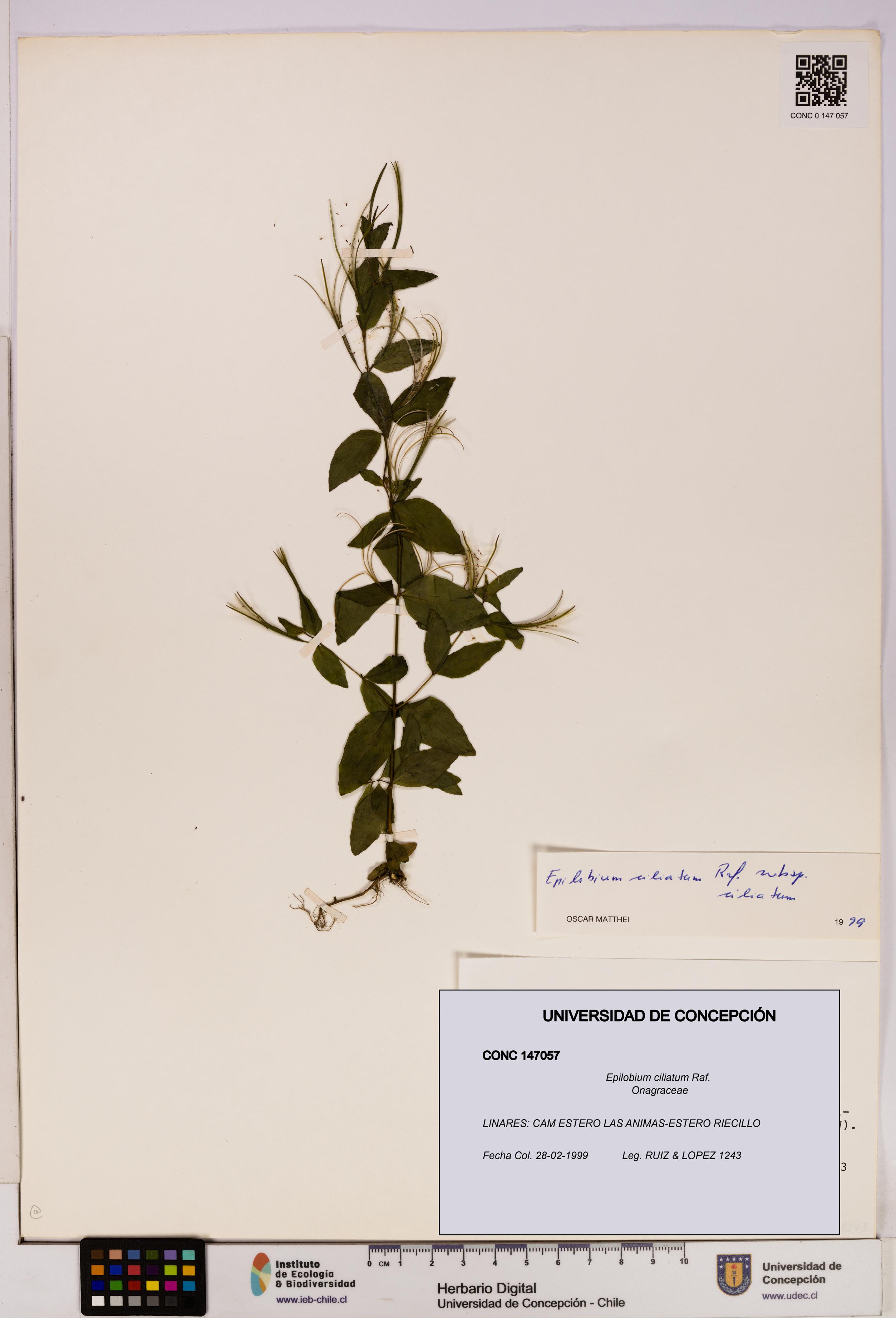Epilobium ciliatum [Espécimen: UDEC:CONC:0147057]