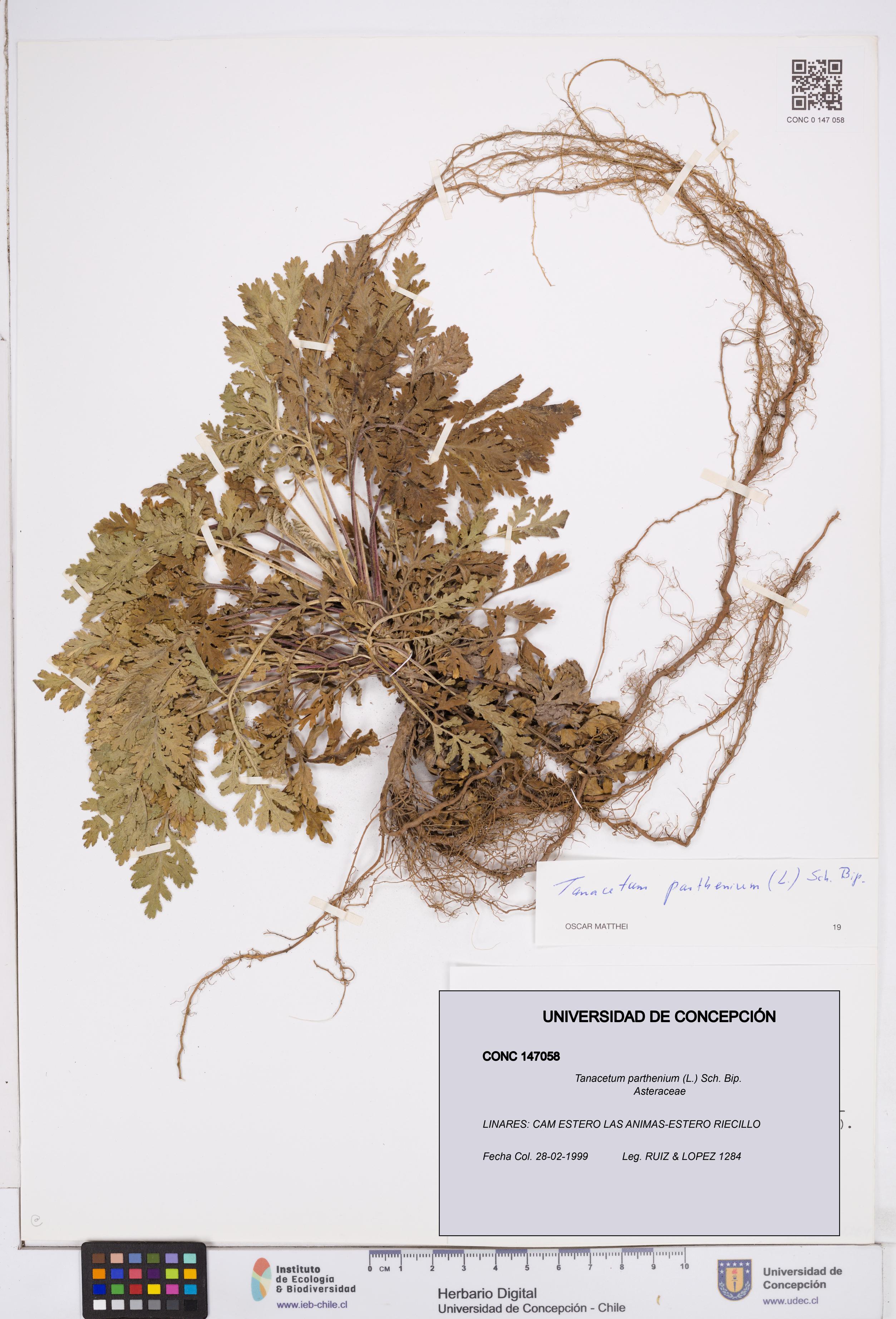 Tanacetum parthenium [Espécimen: ]