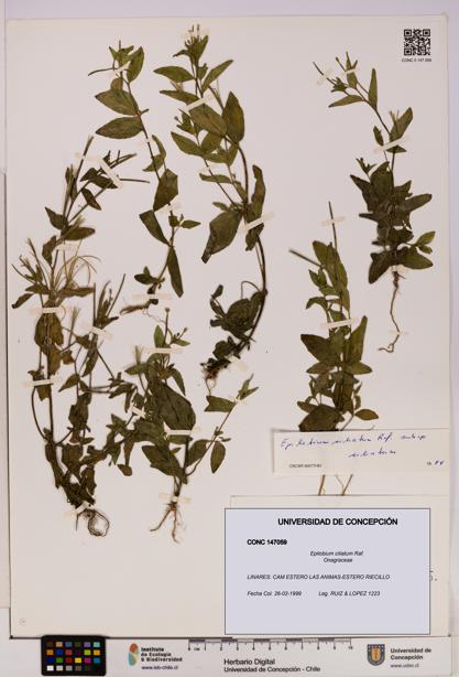Epilobium ciliatum [Espécimen: UDEC:CONC:0147059]