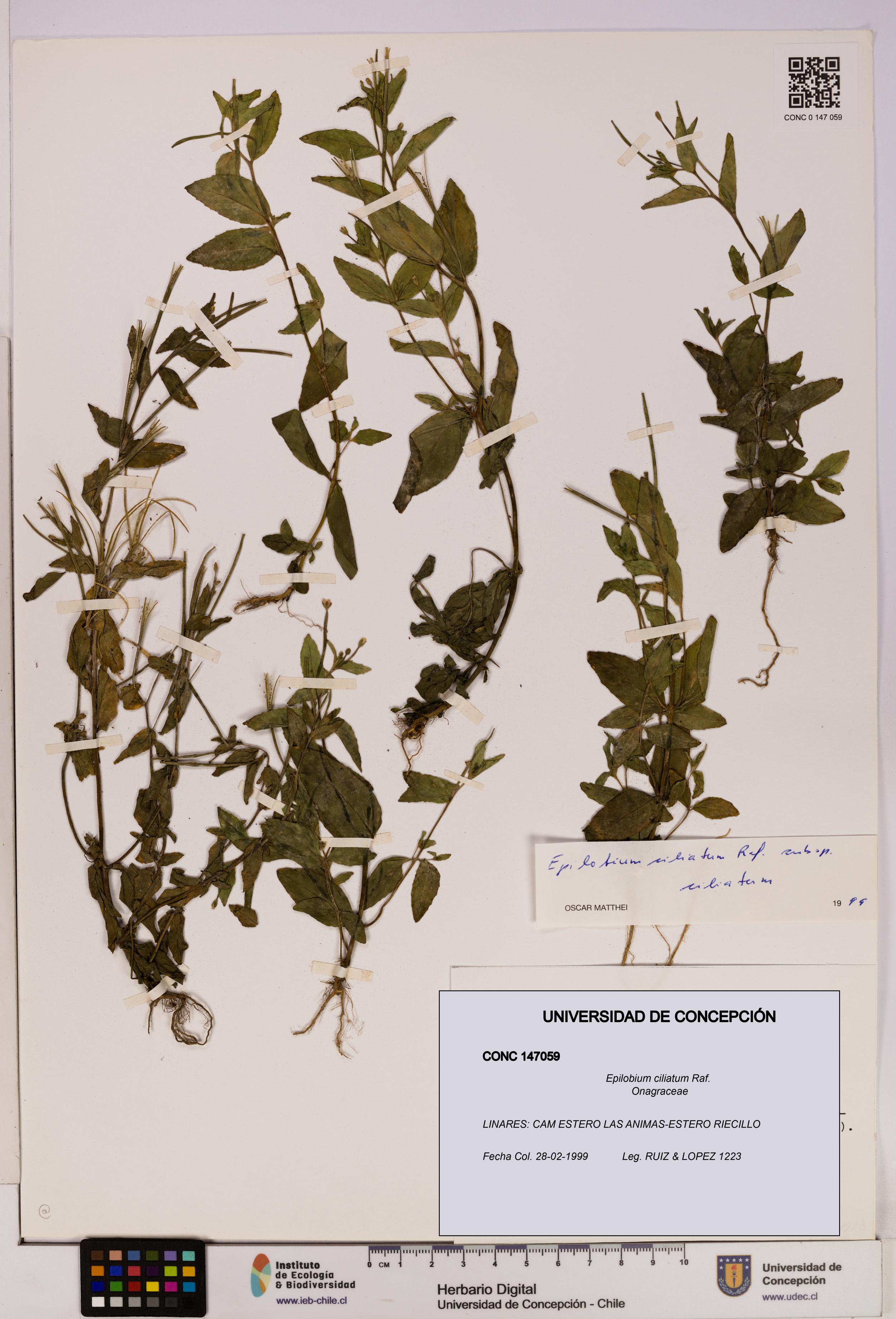 Epilobium ciliatum [Espécimen: UDEC:CONC:0147059]