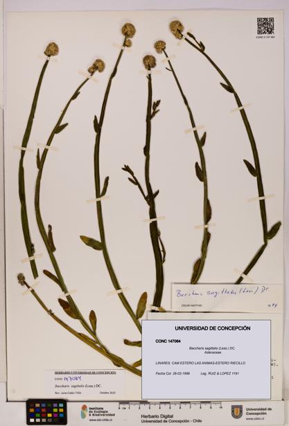 Baccharis sagittalis [Espécimen: UDEC:CONC:0147064]
