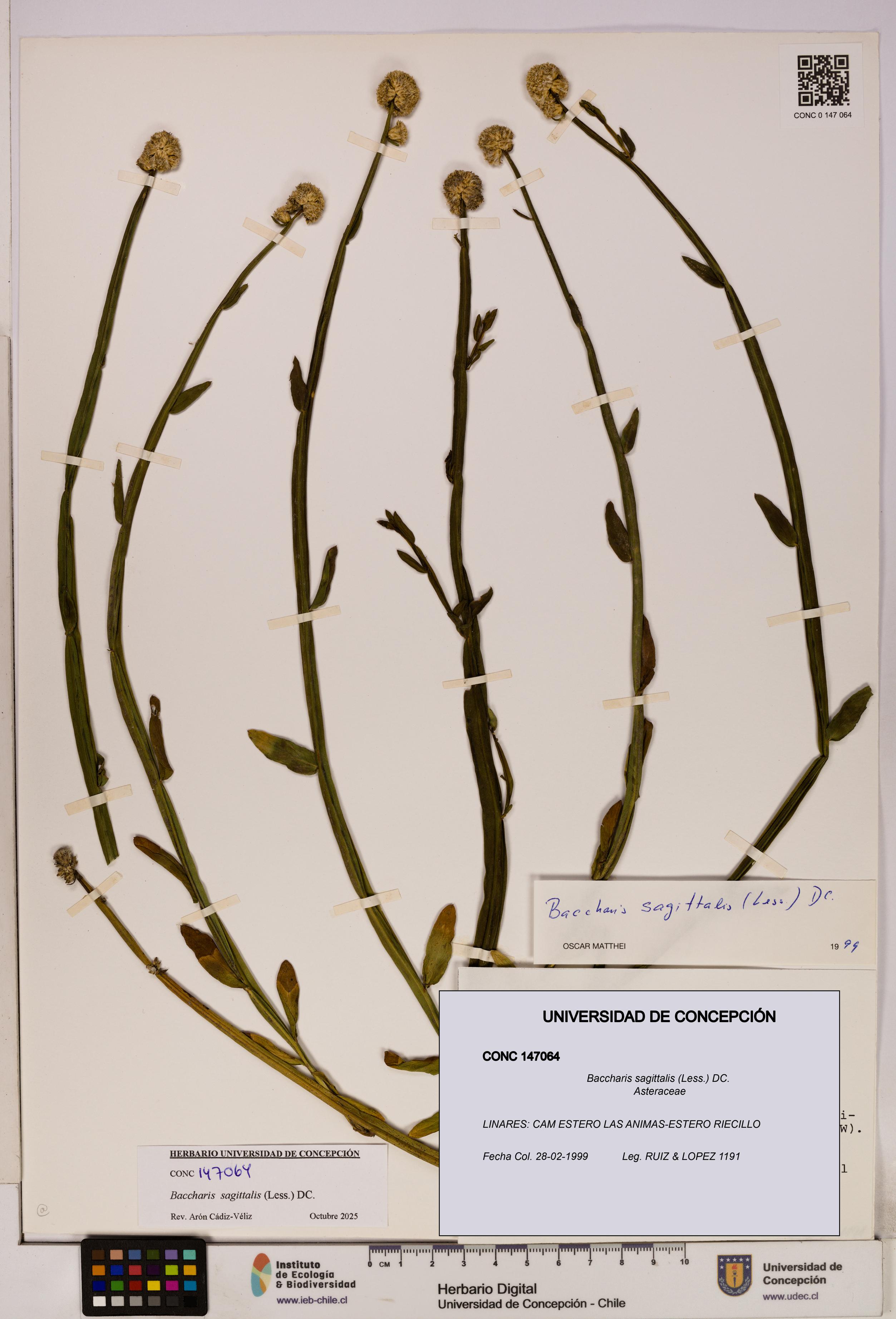 Baccharis sagittalis [Espécimen: UDEC:CONC:0147064]