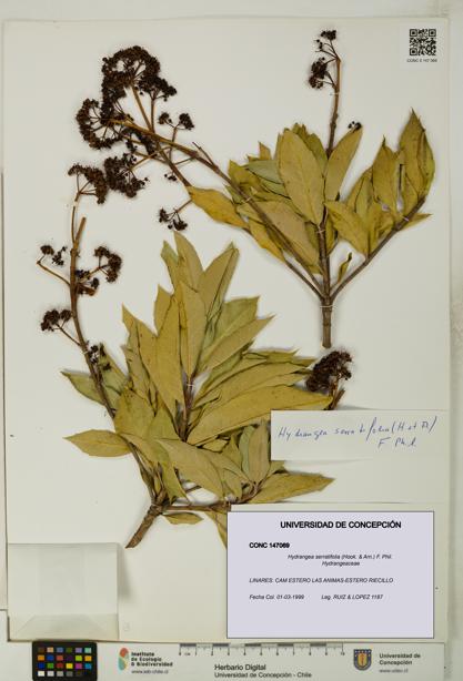 Hydrangea serratifolia [Espécimen: UDEC:CONC:0147069]