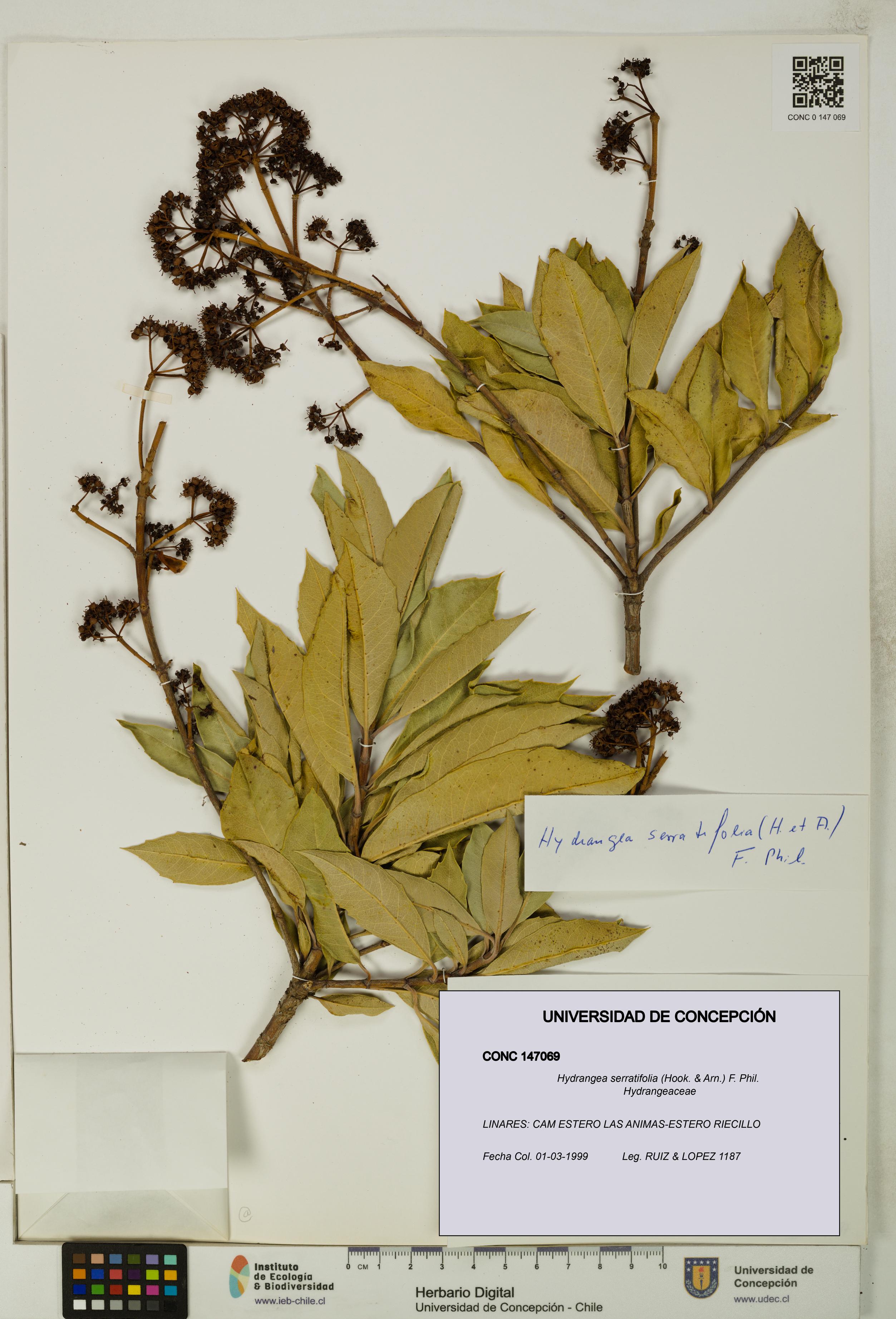 Hydrangea serratifolia [Espécimen: UDEC:CONC:0147069]