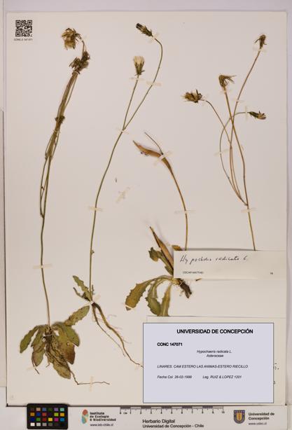 Hypochaeris radicata [Espécimen: UDEC:CONC:0147071]