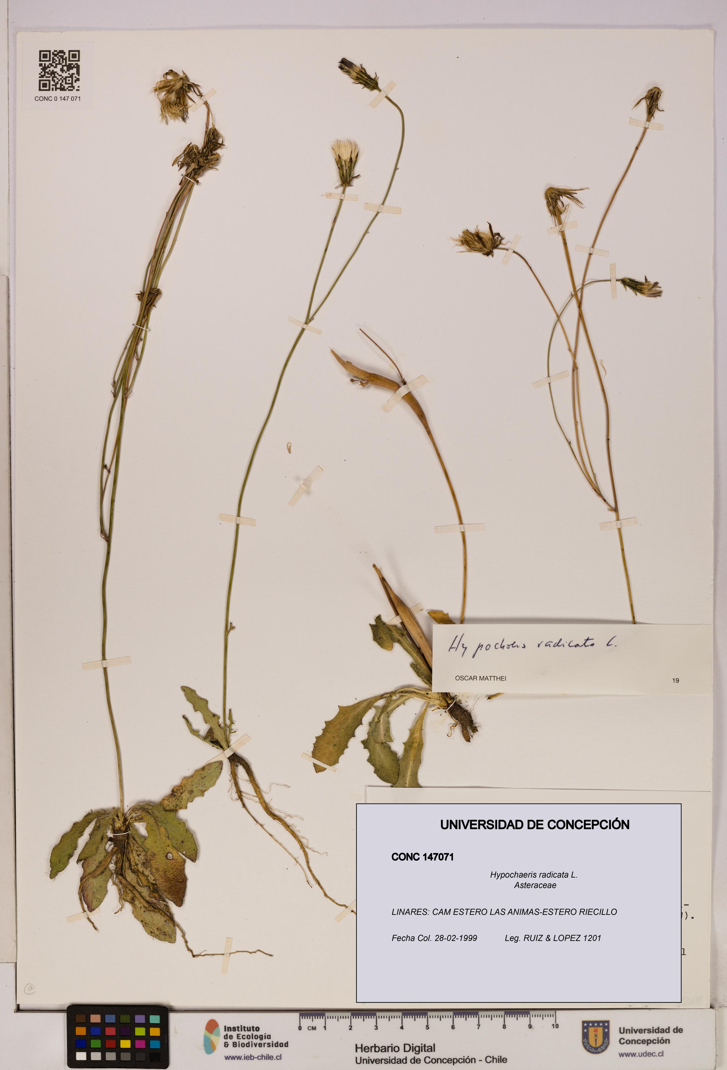Hypochaeris radicata [Espécimen: UDEC:CONC:0147071]