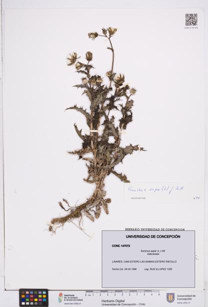 Sonchus asper [Espécimen: ]