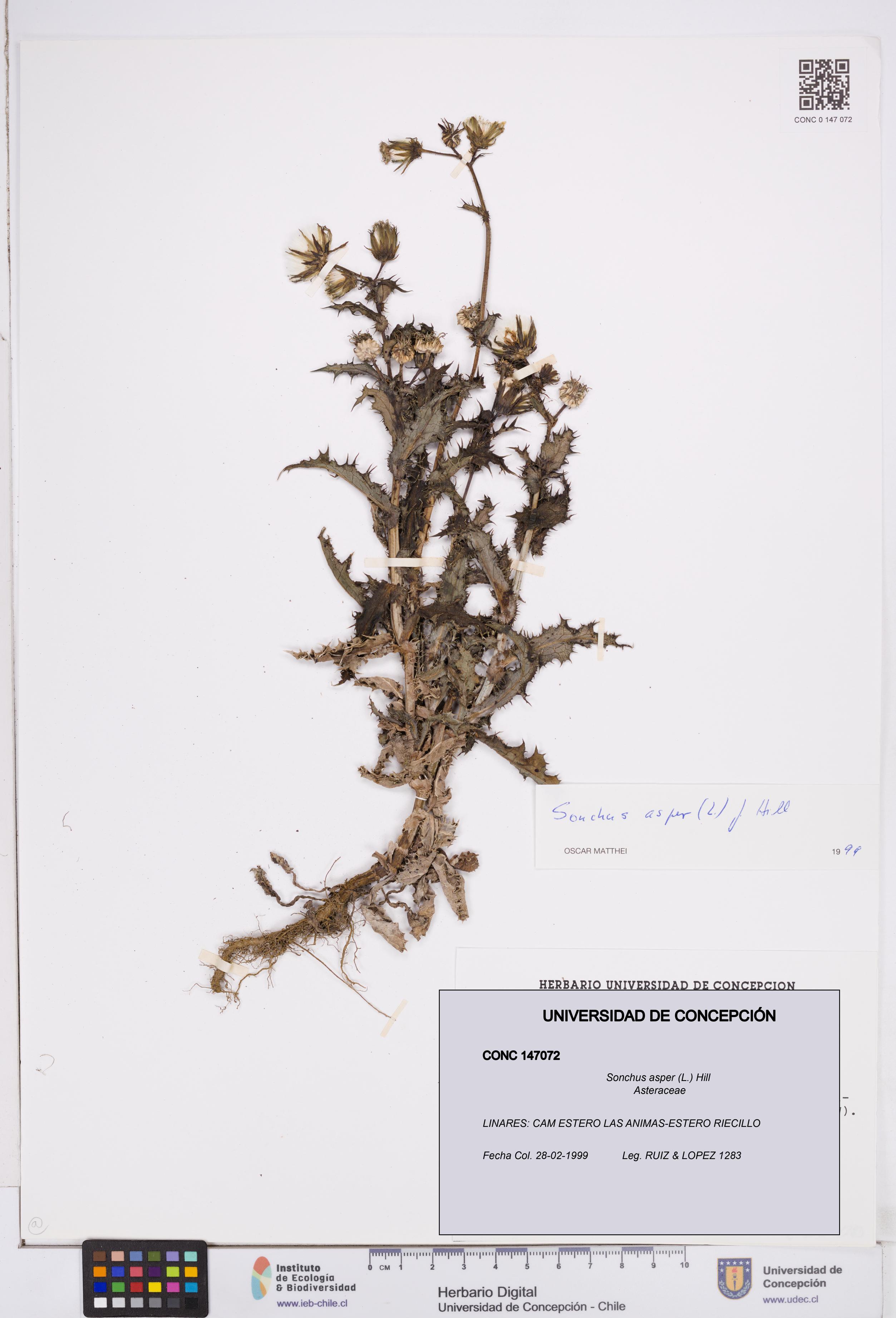 Sonchus asper [Espécimen: ]