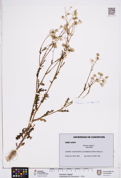Senecio vulgaris [Espécimen: ]