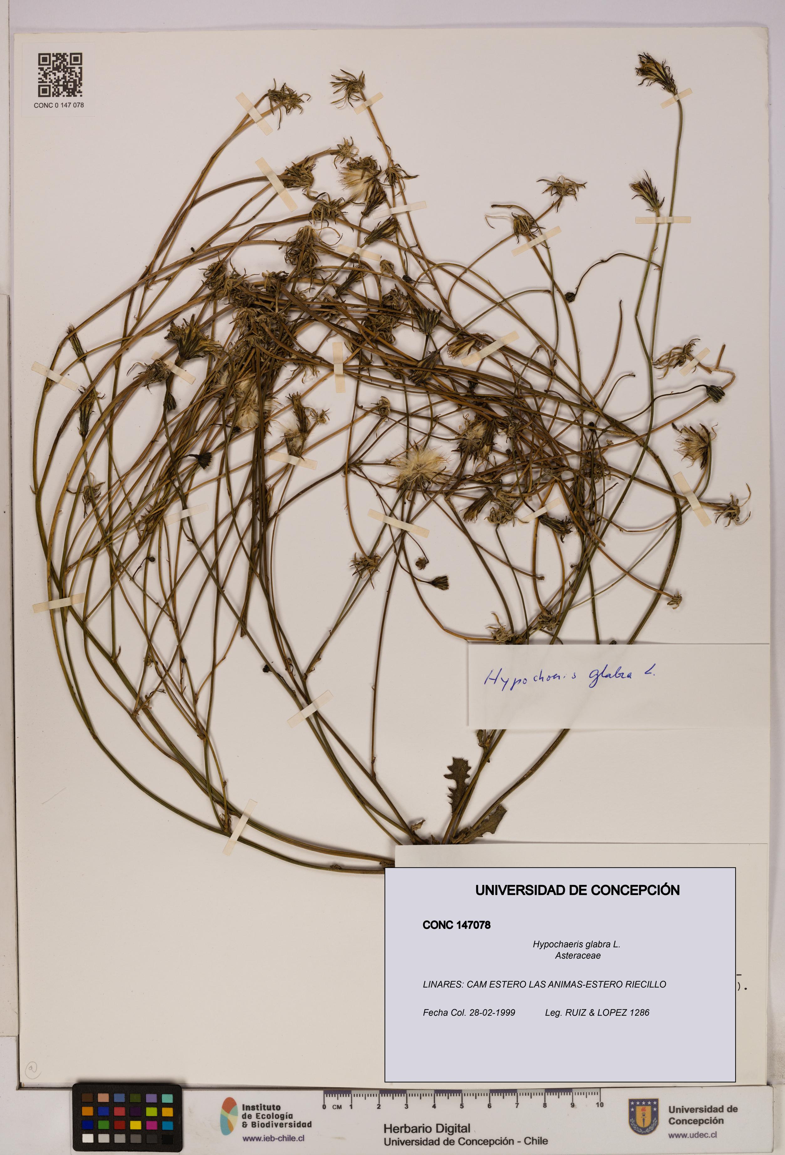 Hypochaeris glabra [Espécimen: UDEC:CONC:0147078]